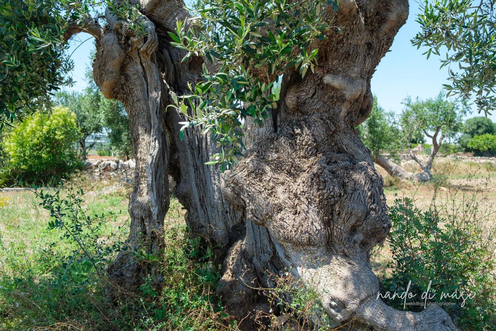 Masseria Giangrande - Rooms And Apartment Polignano a Mare Εξωτερικό φωτογραφία